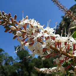 Buckeyes are both beautiful and pathetic depending on when you see them. 