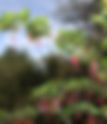 Fuchsia-flowered Gooseberry Ribes speciosum
