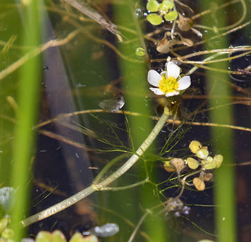 wildflower