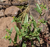 Nevada Stickleaf