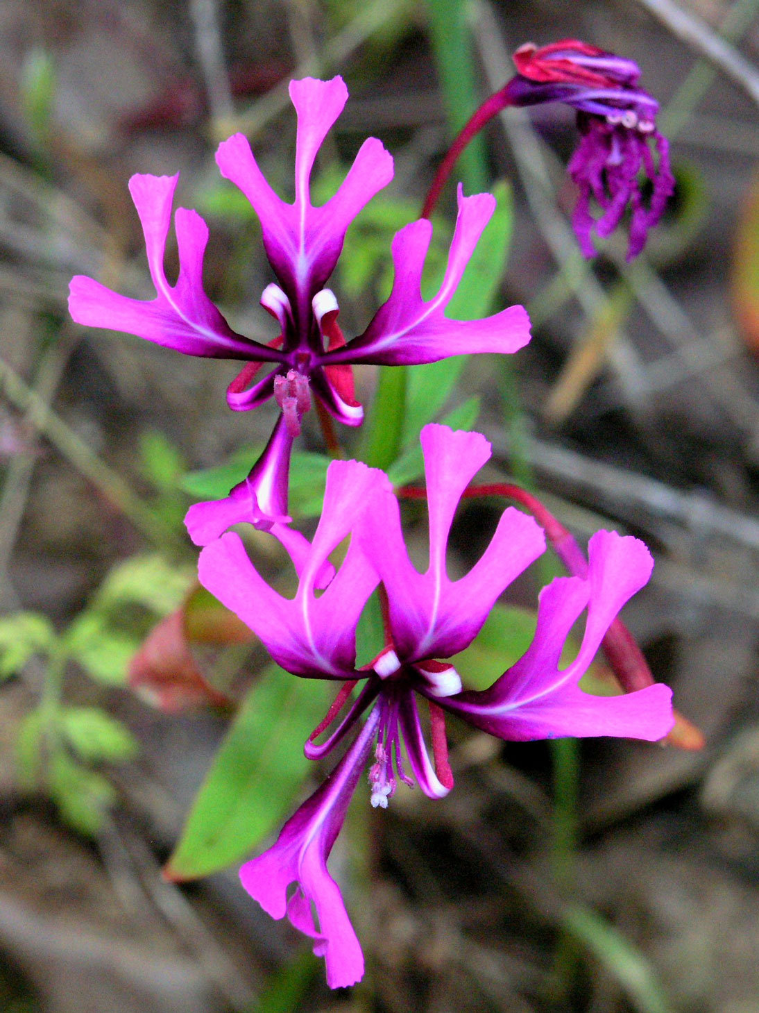 Red Ribbons Clarkia Clarkia concinna ssp. concinna