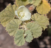 Alkali Mallow