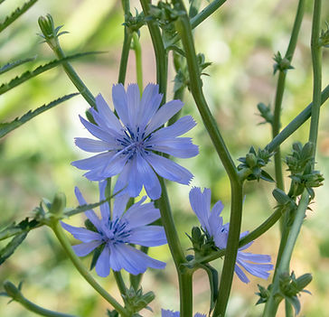 wildflower