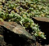Slender Woolly-Heads