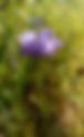 Ookow, Fork-toothed Ookow, Field Brodiaea Dichelostemma congestum
