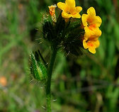 Small-flowered Fiddleneck