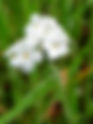 Popcorn Flower, White Forget-me-nots, Foothill Snowdrops Plagiobothrys nothofulvus