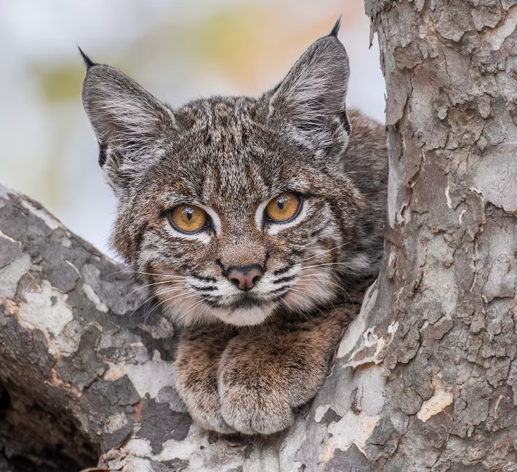 Wildlife Photography with Vishal Subramanyan