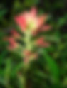 Coast Paintbrush (formerly Indian Paintbrush) Castilleja affinis ssp. affinis