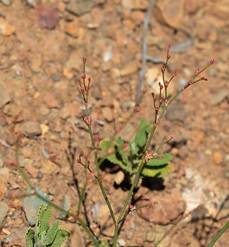 wildflower