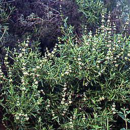 Soft Chaparral