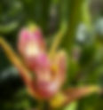 Stream Orchid Epipactis gigantea