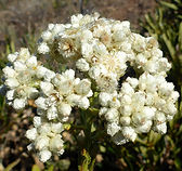 California Everlasting