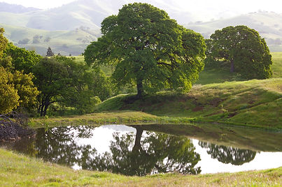 Vernal Pools