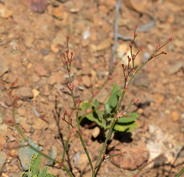wildflower