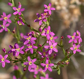 Slender Centaury