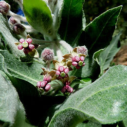 A butterfly favorite...