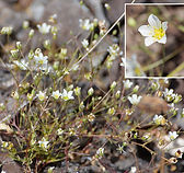 Douglas Sandwort, Douglas' Stitchwort