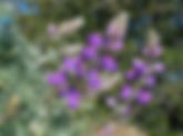 Silver Bush Lupine Lupinus albifrons ssp. albifrons