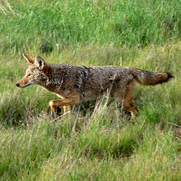 The coyote's high-pitched, yodel-like yapping can frequently be heard at night.