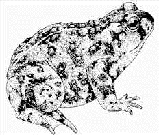 Mount Diablo Western Toad