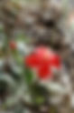 California Pink Silene laciniata ssp. californica
