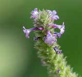 Glittering Vervain