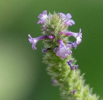 wildflower