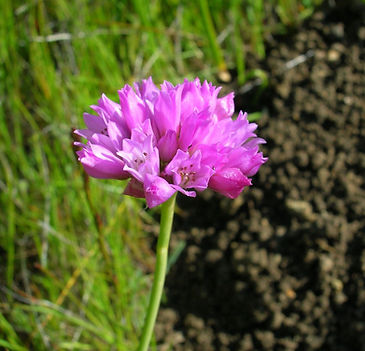 wildflower