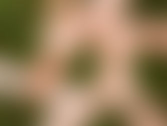 Andiamo a trovare i nonni!