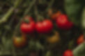 heirloom cherry tomato.jpg