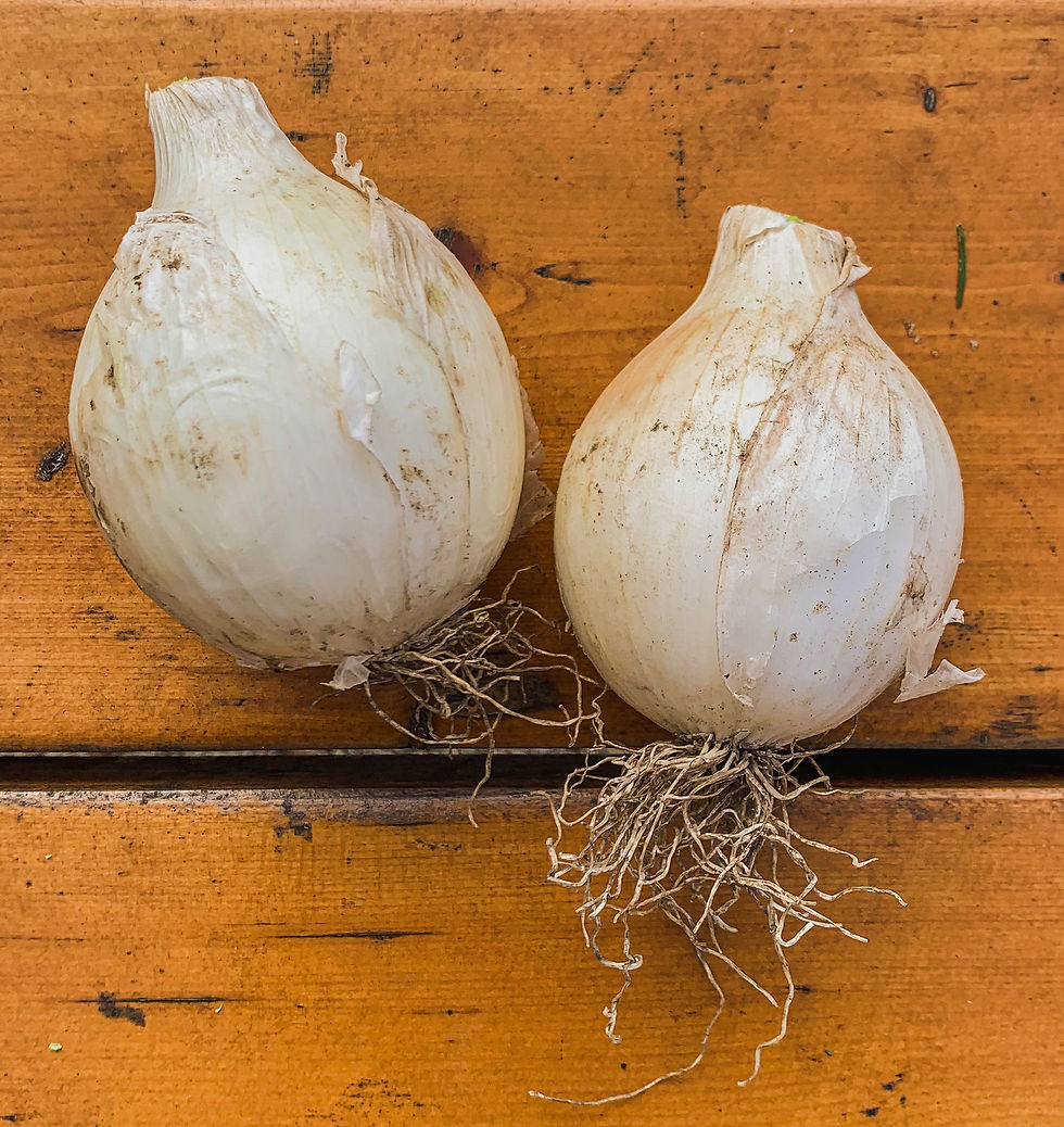 Thumbnail: Onions, White
