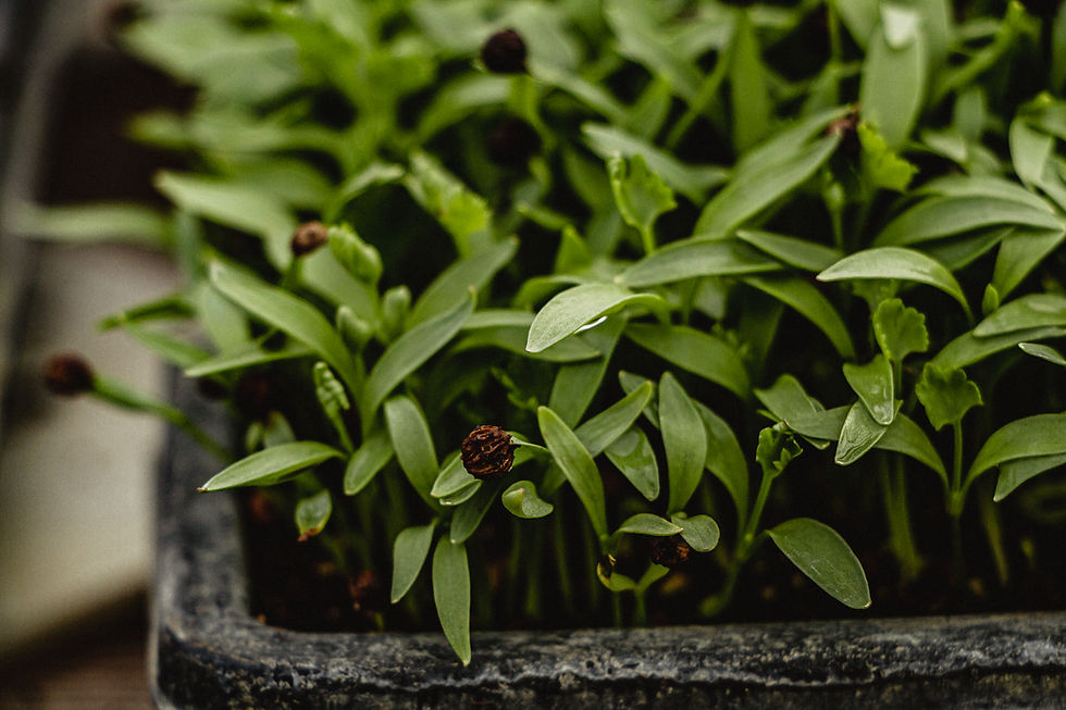 Thumbnail: Javi's Taco Mix Microgreens