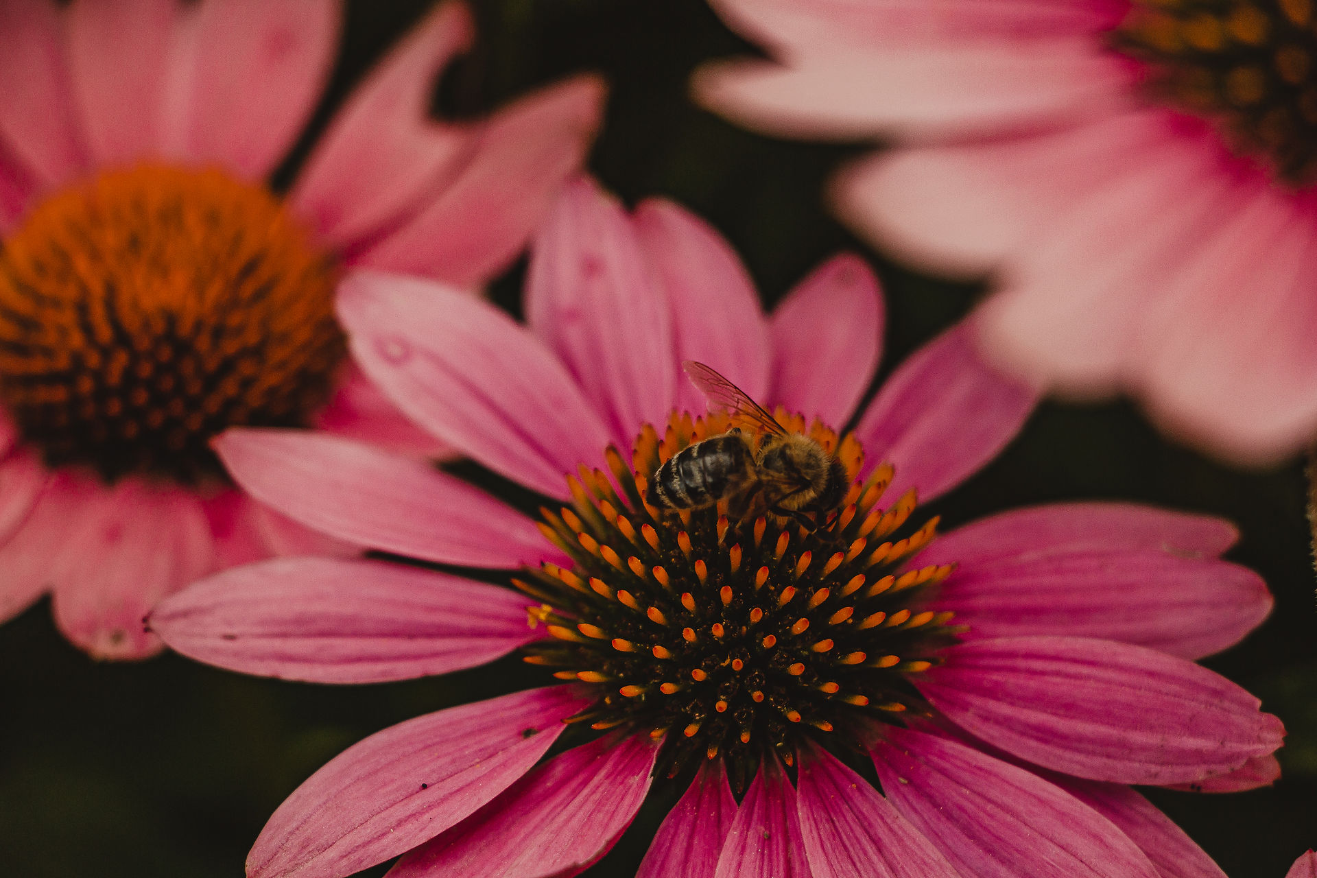 close up coneflower