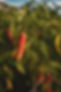 LateOctVegMicros-50.jpg