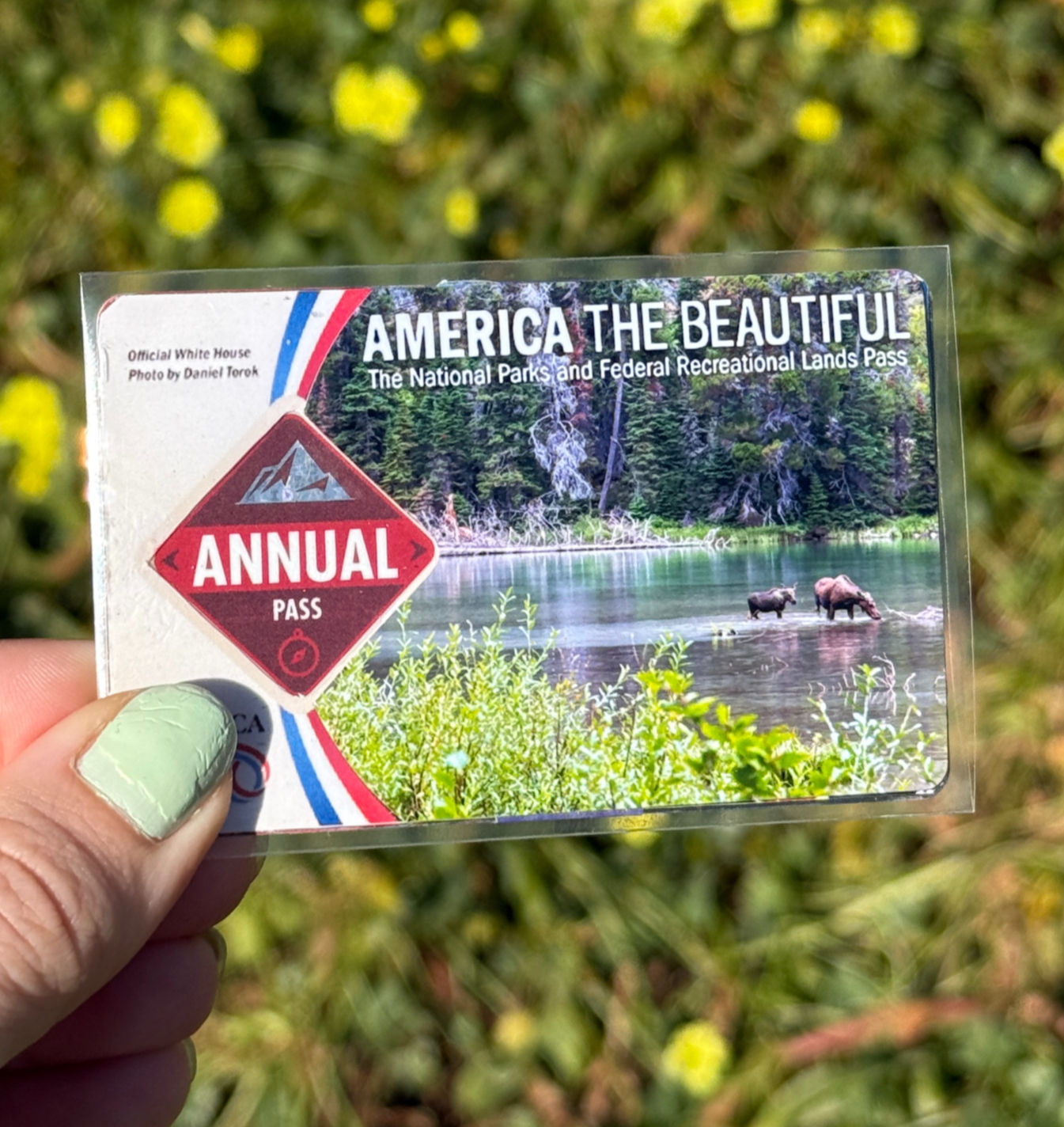 Majestic Moose | National Park Pass Sleeve