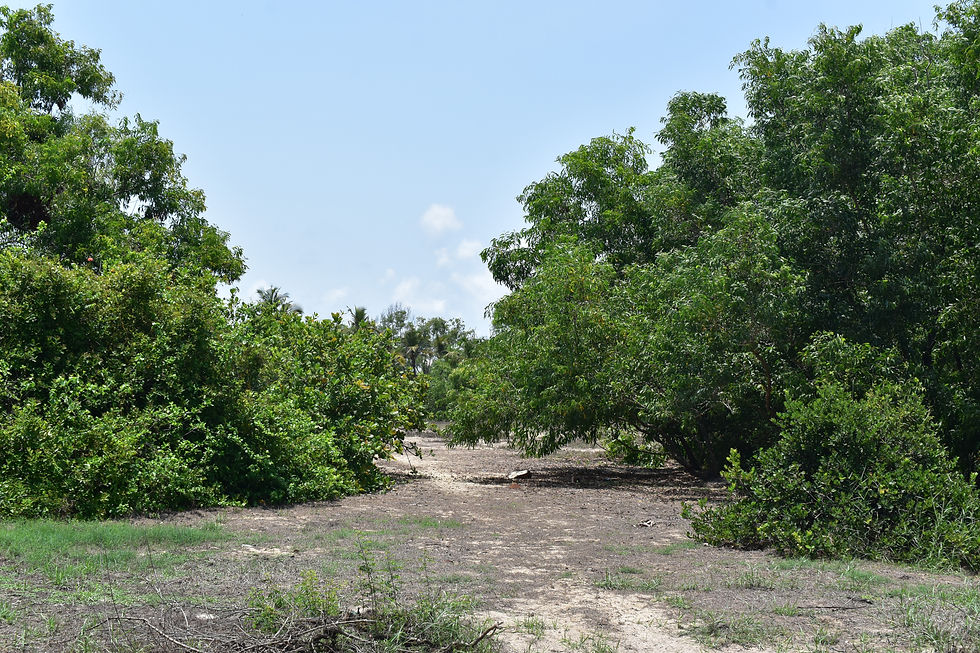 Large trees on either side of a stretch of flattened land where sand dunes have been removed.
