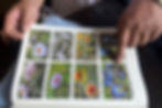 A book lies open with photographs of plants in varied colors. Only a woman’s pointed finger is visible, indicating an image.