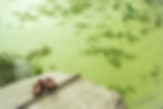 A pair of brown shoes rests on an overturned boat beside green, algae-covered floodwater dotted with aquatic plants.