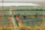 Women work on a farm divided into neat plots covered with plastic mulch. Some harvest produce while others walk between rows.