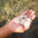 A palm held in bright light reveals a soft, jelly-like ugaong resting on it