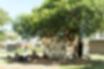 A group of fishermen sit beneath a large tree for shade while one man stands beside the trunk holding onto it.