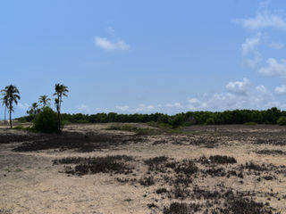 A wide view of a sand dune with sparse vegetation. One can see tall coconut trees in the background and a bright sky.