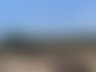 A wide view of a sand dune with sparse vegetation. One can see tall coconut trees in the background and a bright sky.
