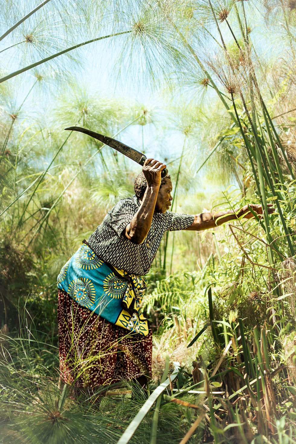 An old Kenyan lady uses a machete to harvest papyrus