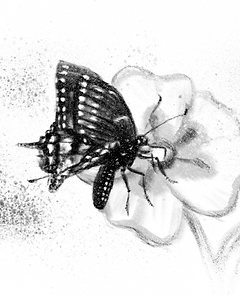 Butterfly_clean.png