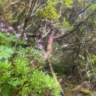 Levada Wanderung