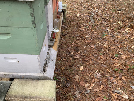 "7 Essential Steps for Starting Your Own Beekeeping Adventure"