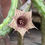Miniatura: Huernia volkartii var. repens