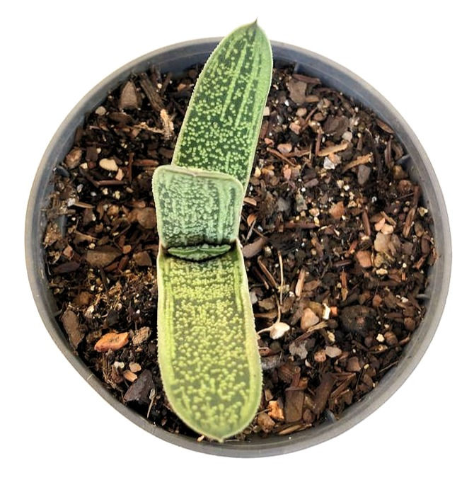 Gasteria little warty